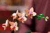 10343 LEGO® Botanical Collection Mini orchidea